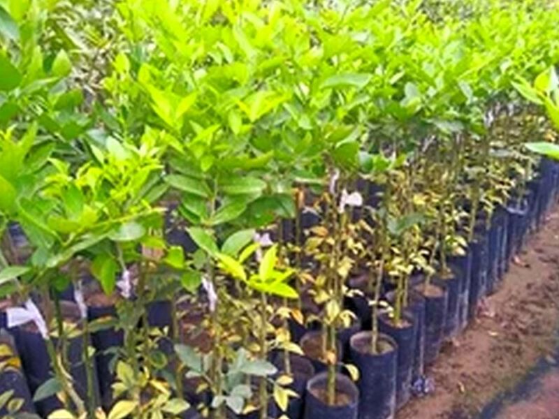 Planta Limon Sutil Perú
