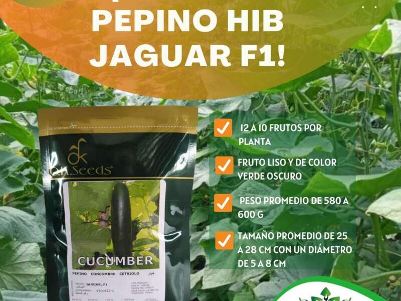 Pepino Perú