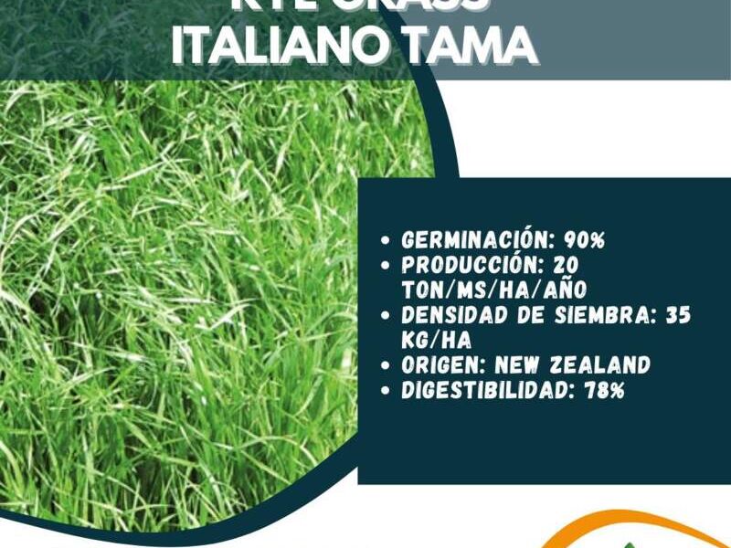 Rye Grass Italiano Tama Perú