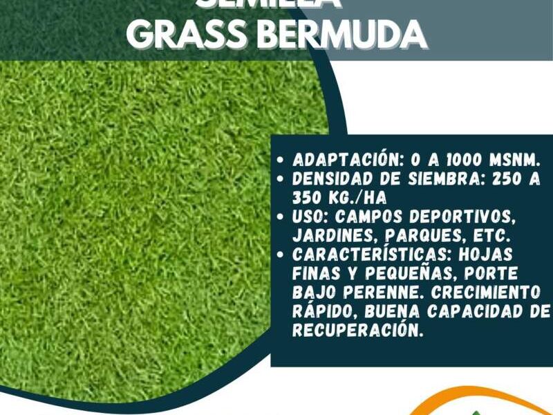 Semilla Grass Bermuda Perú