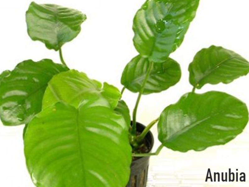 Anubia nana Perú