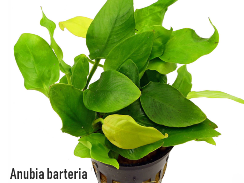 Anubia barteria Perú