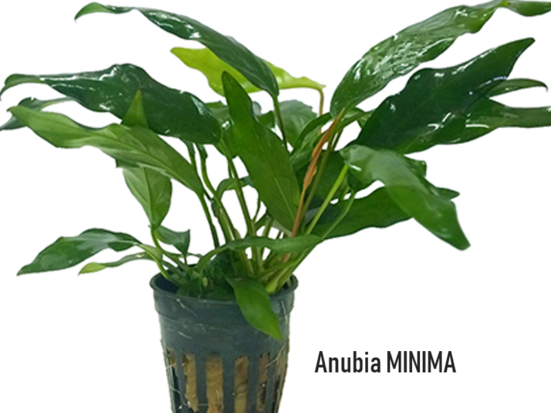 Anubia minima Perú