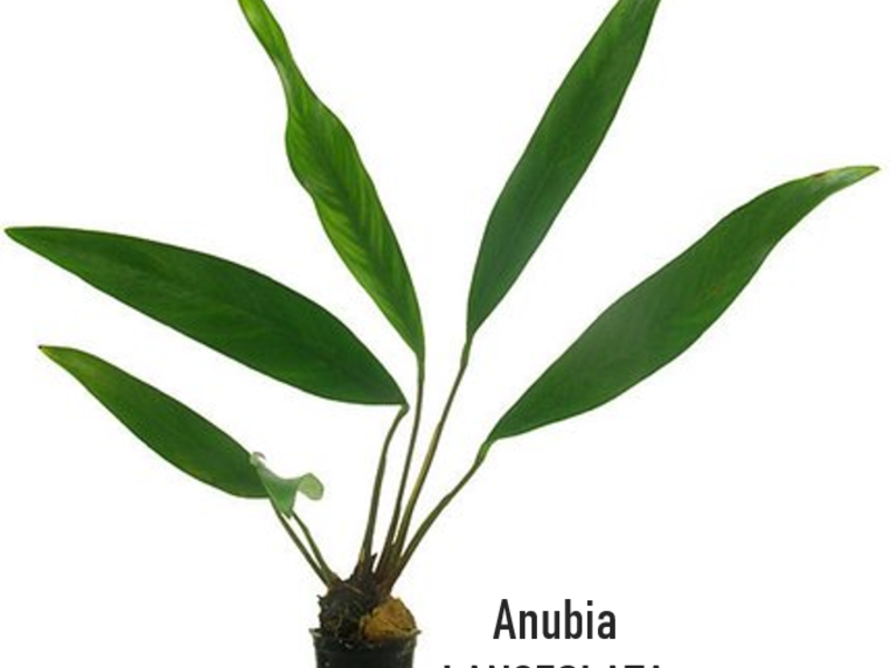 Anubia lanceolata Perú