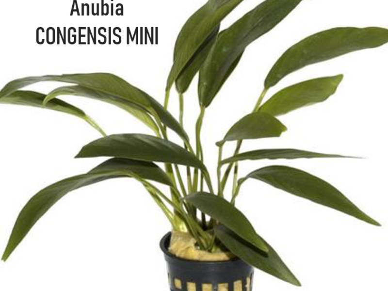 Anubia congensis mini Perú