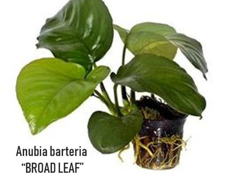 Anubia barteria broad Perú