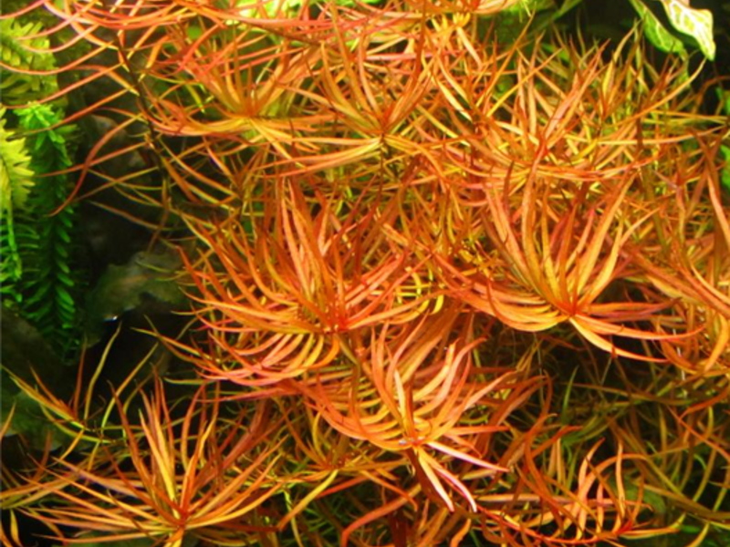 Lugwigia arcuata Perú
