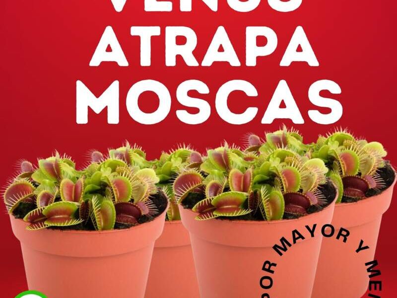 Venus atrapa moscas Perú