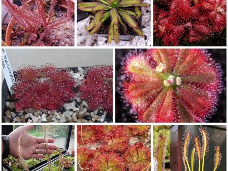 Drosera pygmea Perú