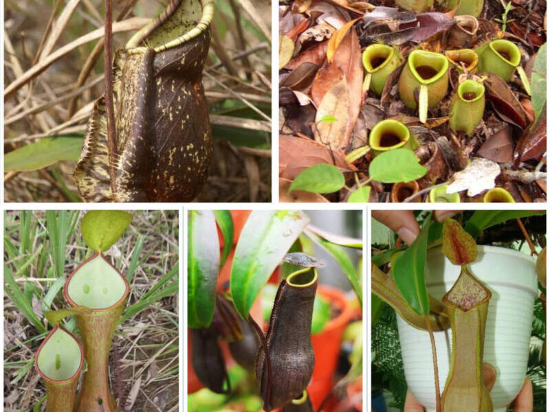 Ampullaria Perú