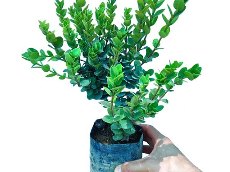Carissa macrocarpa (arbusto) Perú 