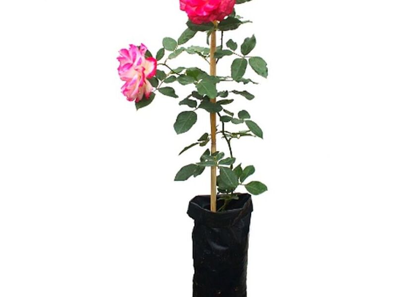 Rosal trepador - arbustivo Perú