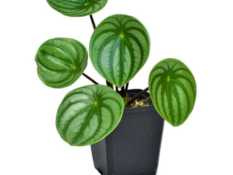 Peperomia watermelon Perú