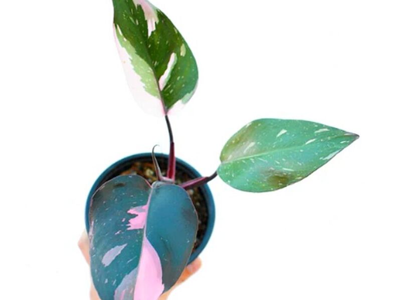 Philodendron pink princess Perú