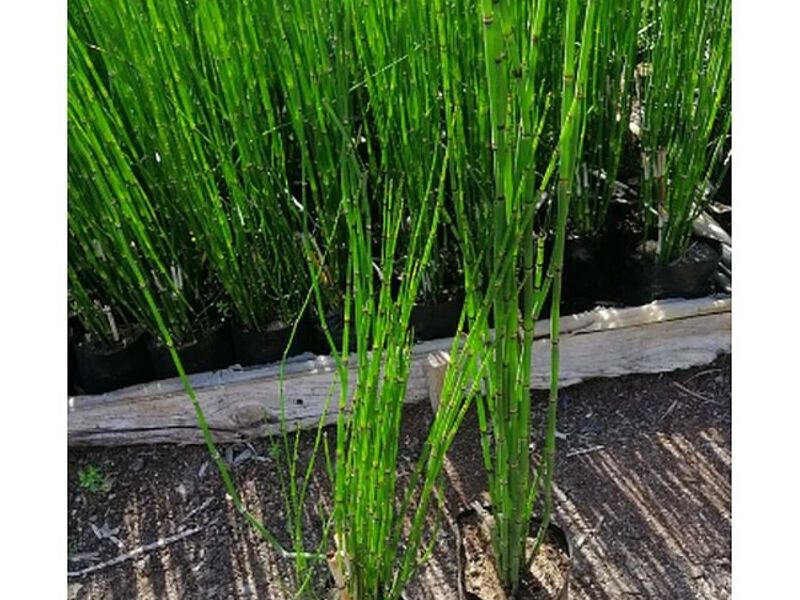 Equisetum hyemale Perú