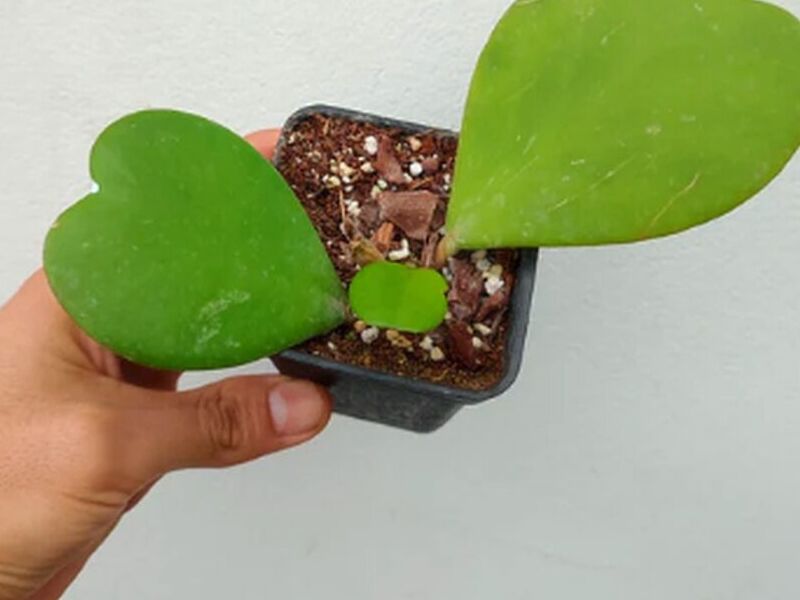 Hoya Kerrii Perú