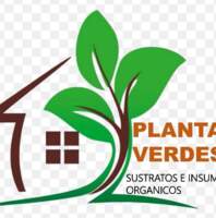 Plantas verdes