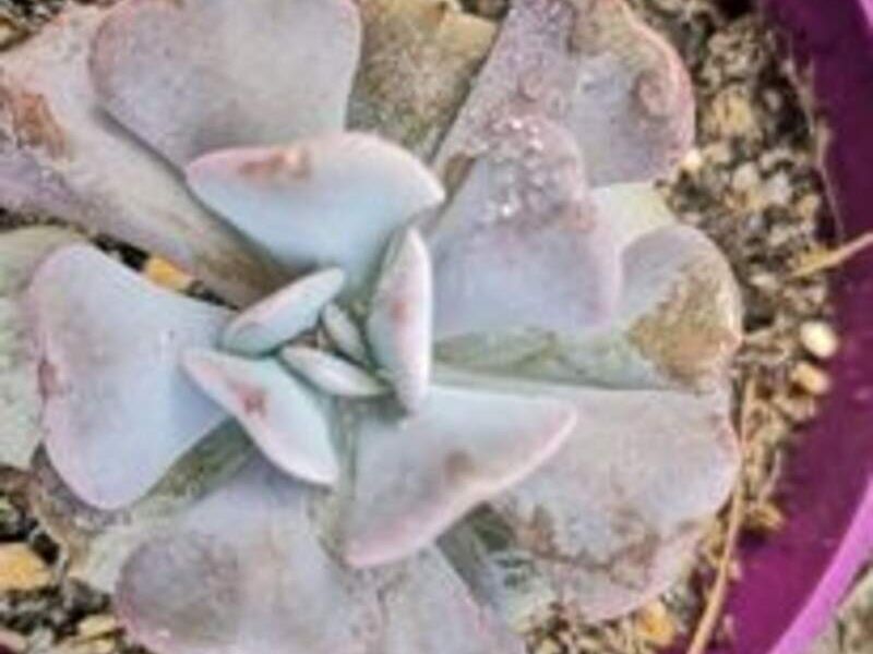Suculenta 1 Perú