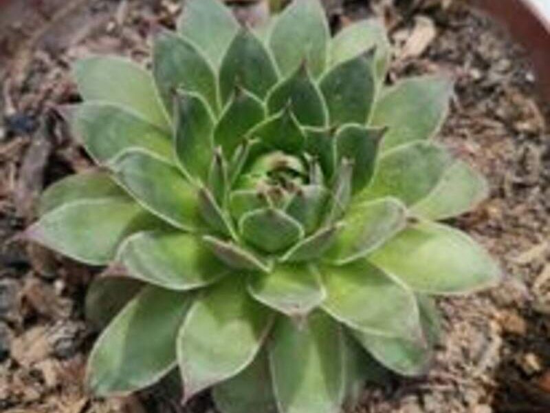 Suculenta 2 Perú