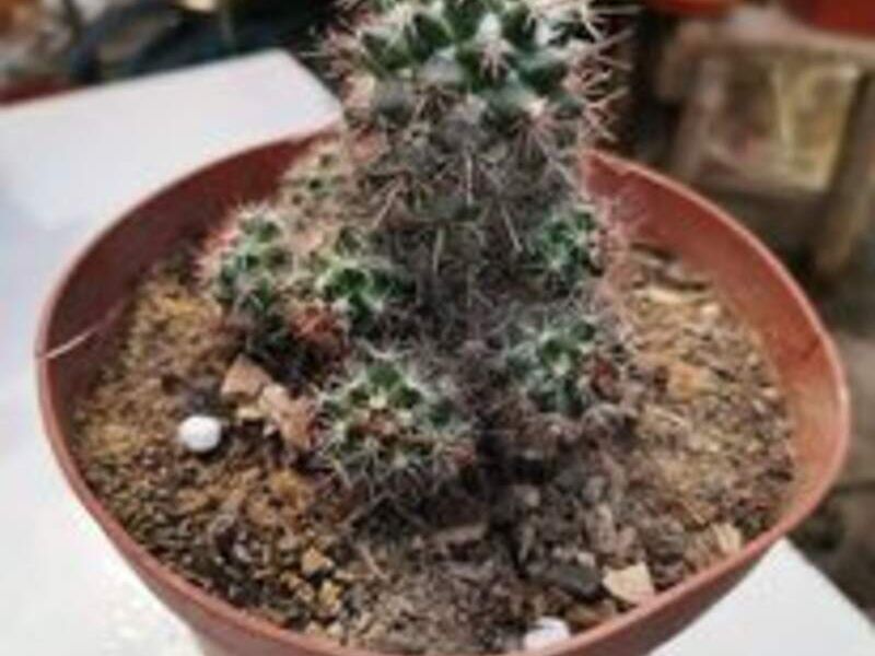 Suculenta 3 Perú