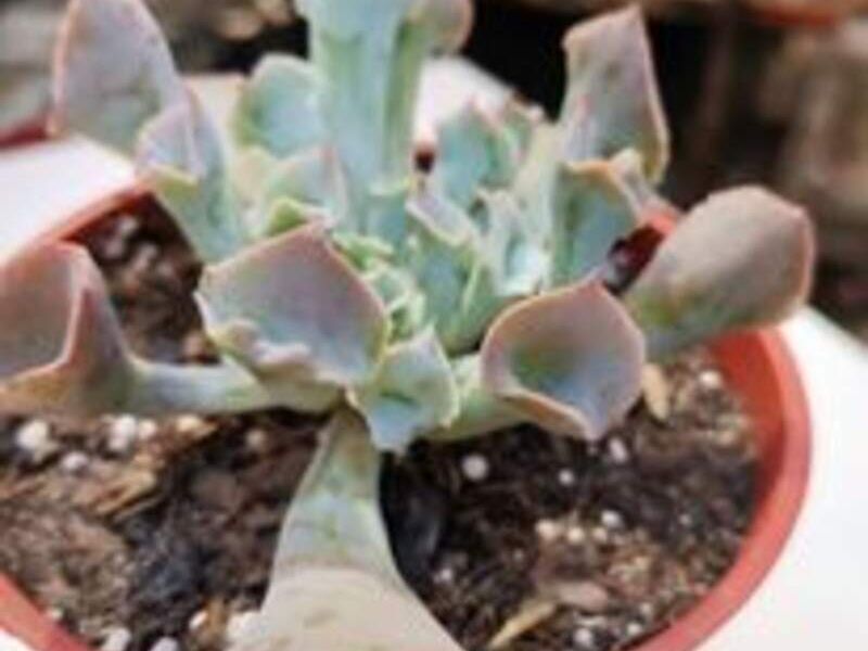 Suculenta 4 Perú