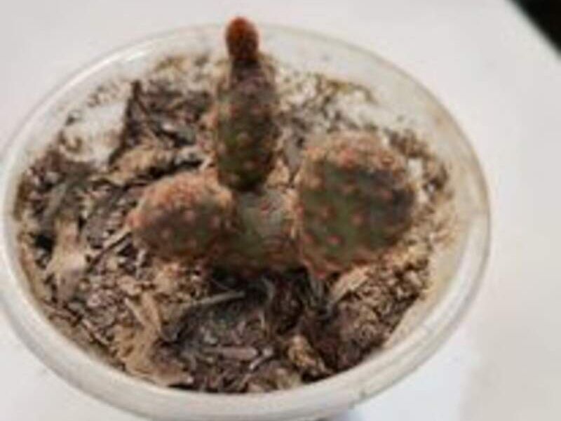 Suculenta 5 Perú