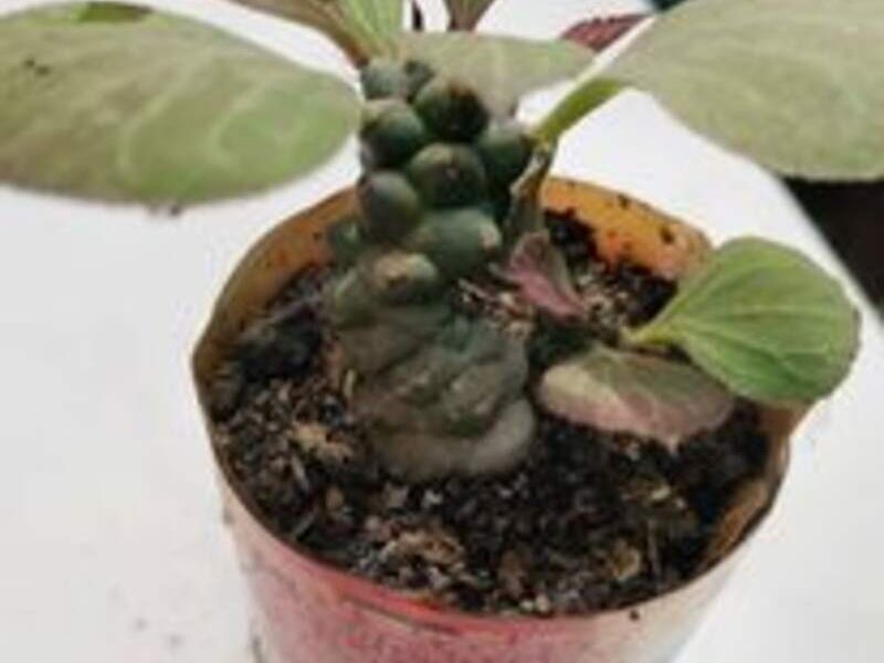 Suculenta 6 Perú