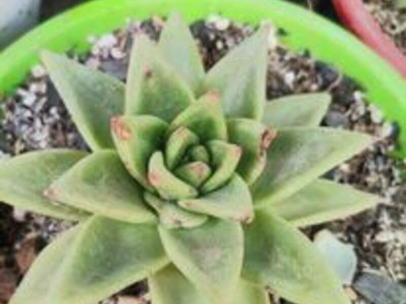 Suculenta 7 Perú