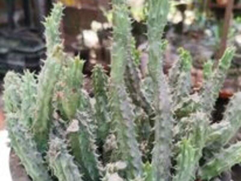 Suculenta 8 Perú