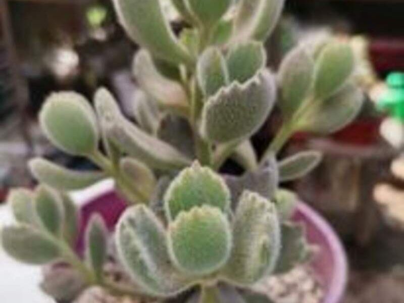 Suculenta 10 Perú