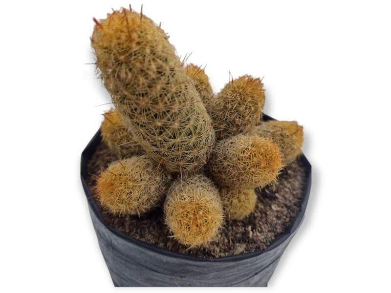 Cactus Mammillaria elongata Perú