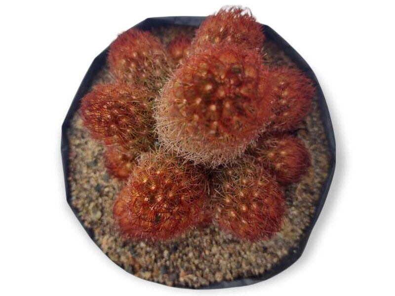 Cactus Mammillaria Elongata 2 Perú