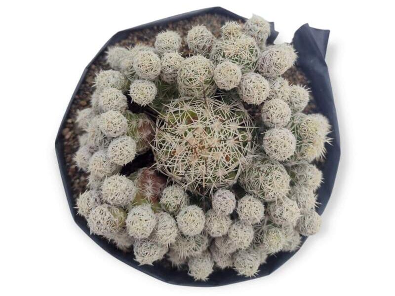 Cactus Mammillaria prolifera Perú