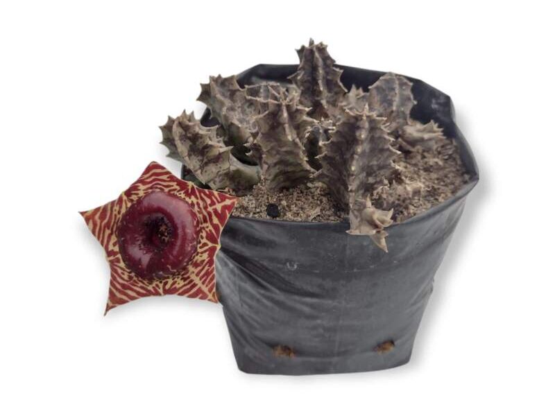 Planta Suculenta Huernia Zebrina Perú