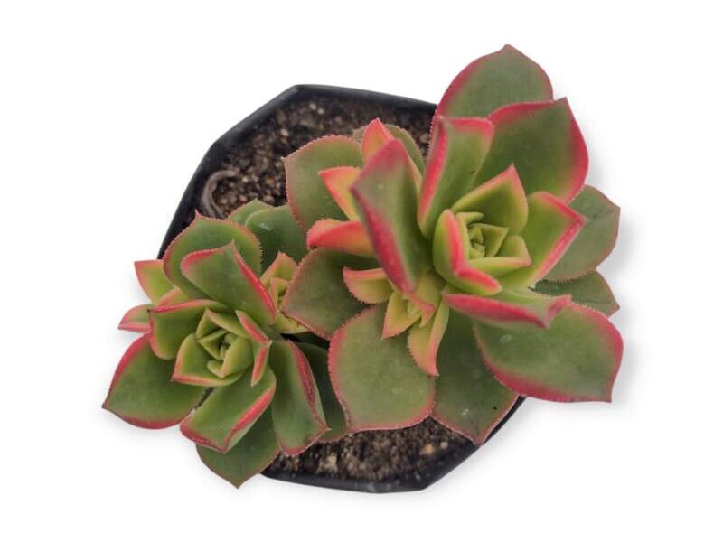 Suculenta Aeonium kiwi Perú