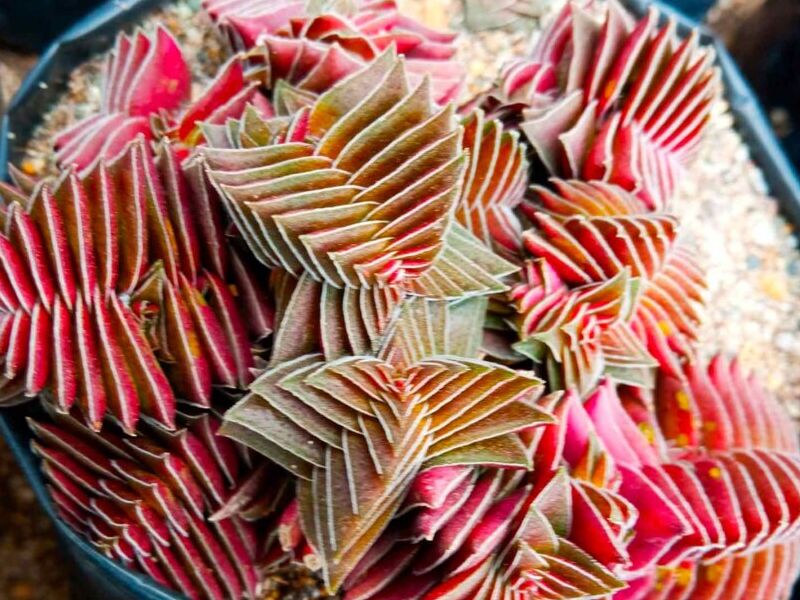 Suculenta Crassula corymbulosa Perú