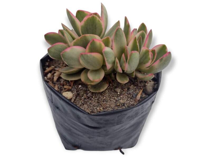 Suculenta Crassula Money Perú