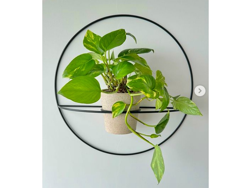 Decoración Moderna de plantas Perú