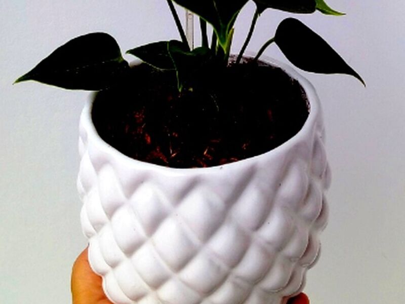 Maceta Piña Blanca Peru