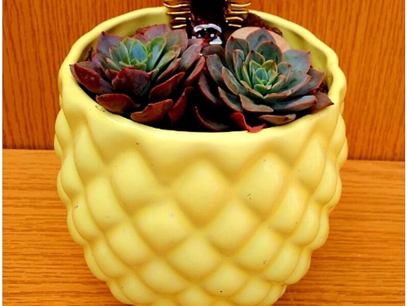 Maceta Piña Peru