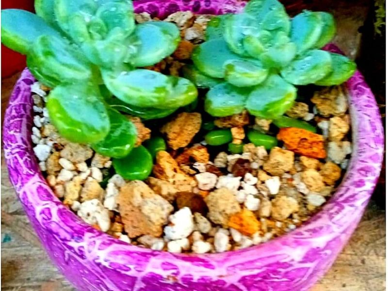 Maceta Decorada Rosa Peru