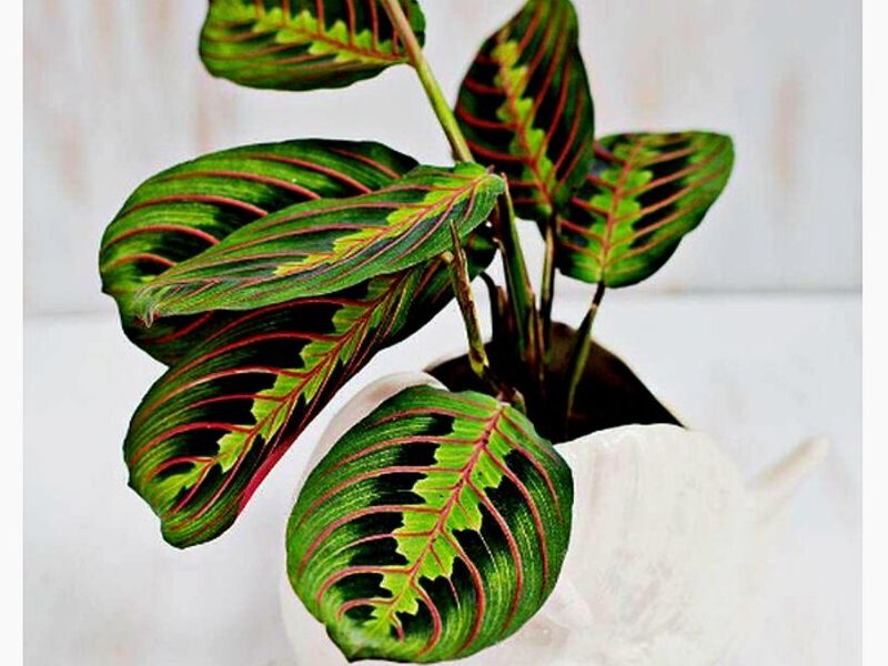 Maranta Leuconera O Planta Oración Perú