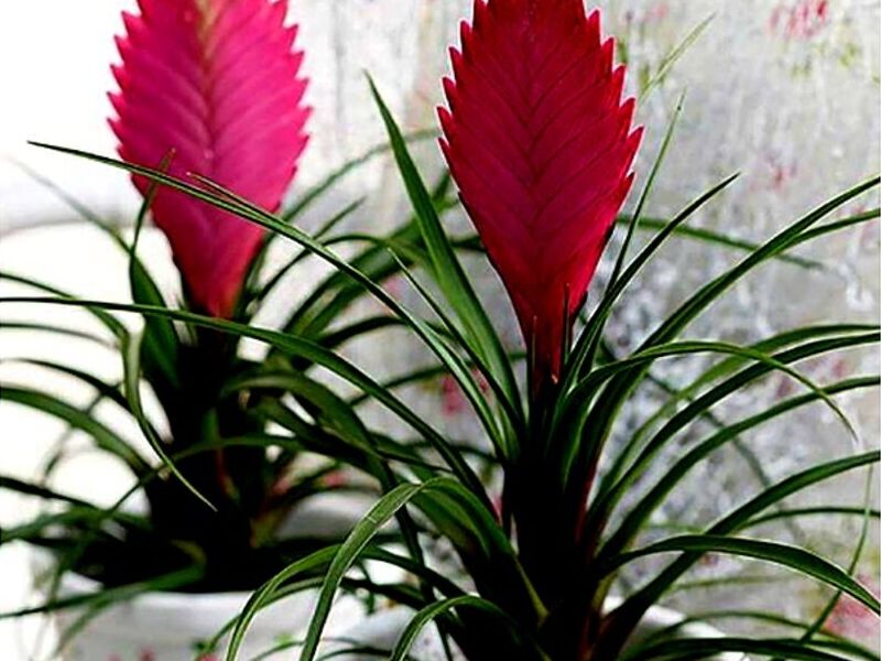 Planta Tillandsia o Pluma Rosa Perú