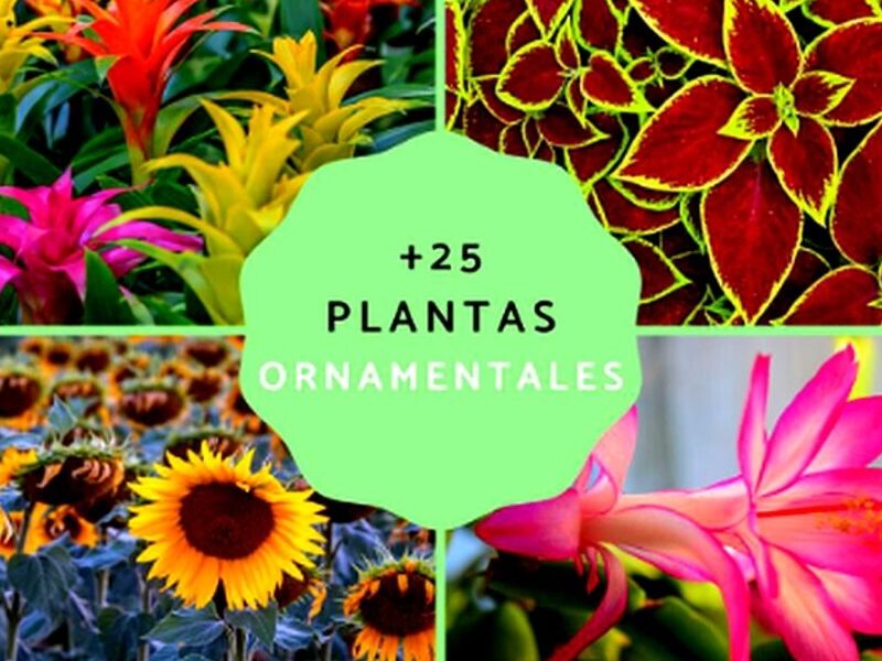Las plantas ornamentales Perú