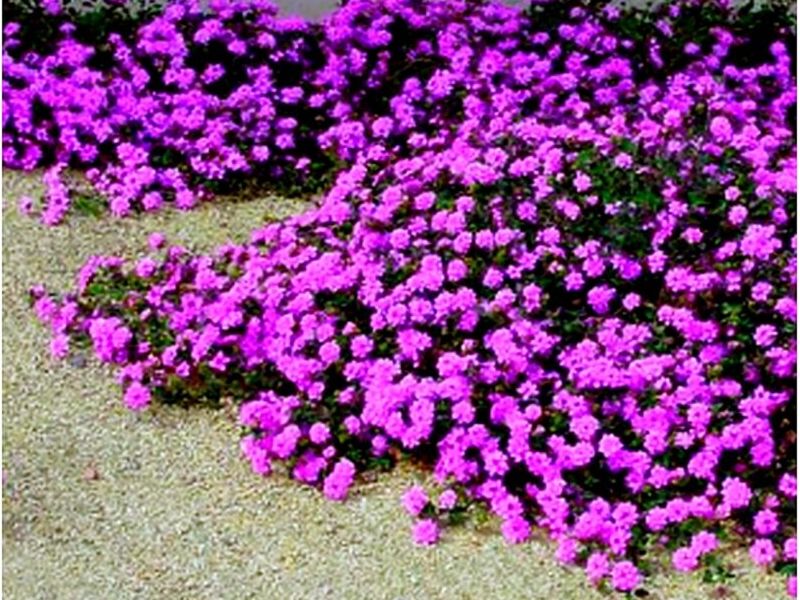 Lantana Morada Perú