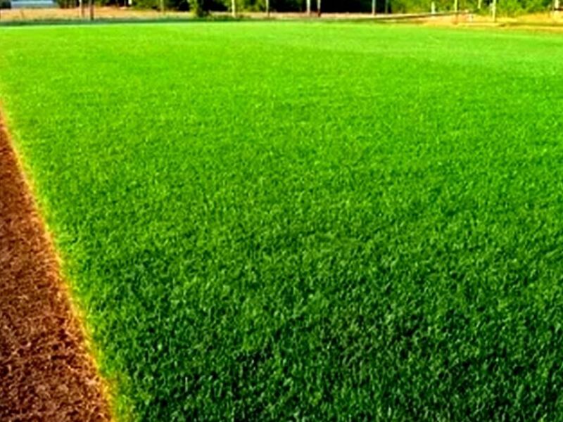 Grass Chino Perú