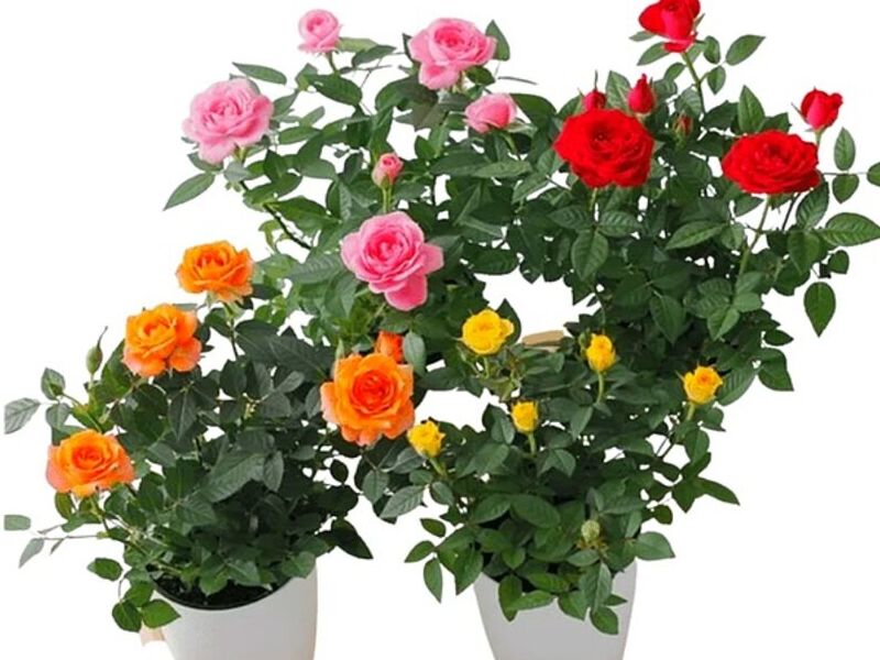 Planta Exterior Mini Rosas Perú