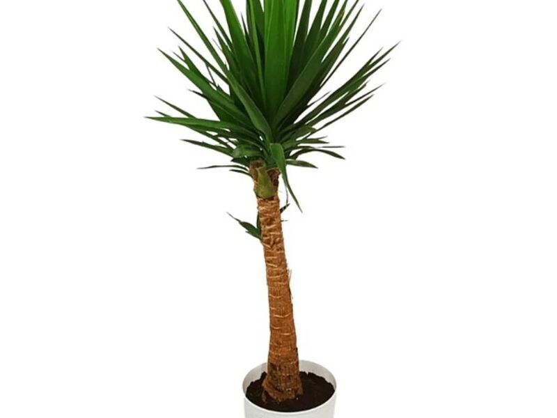Planta Exterior Yucca Perú
