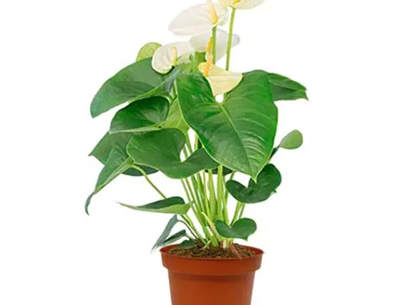 Anthurium Royal white Champion