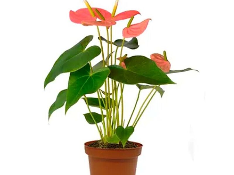 Anthurium Royal pink Champion